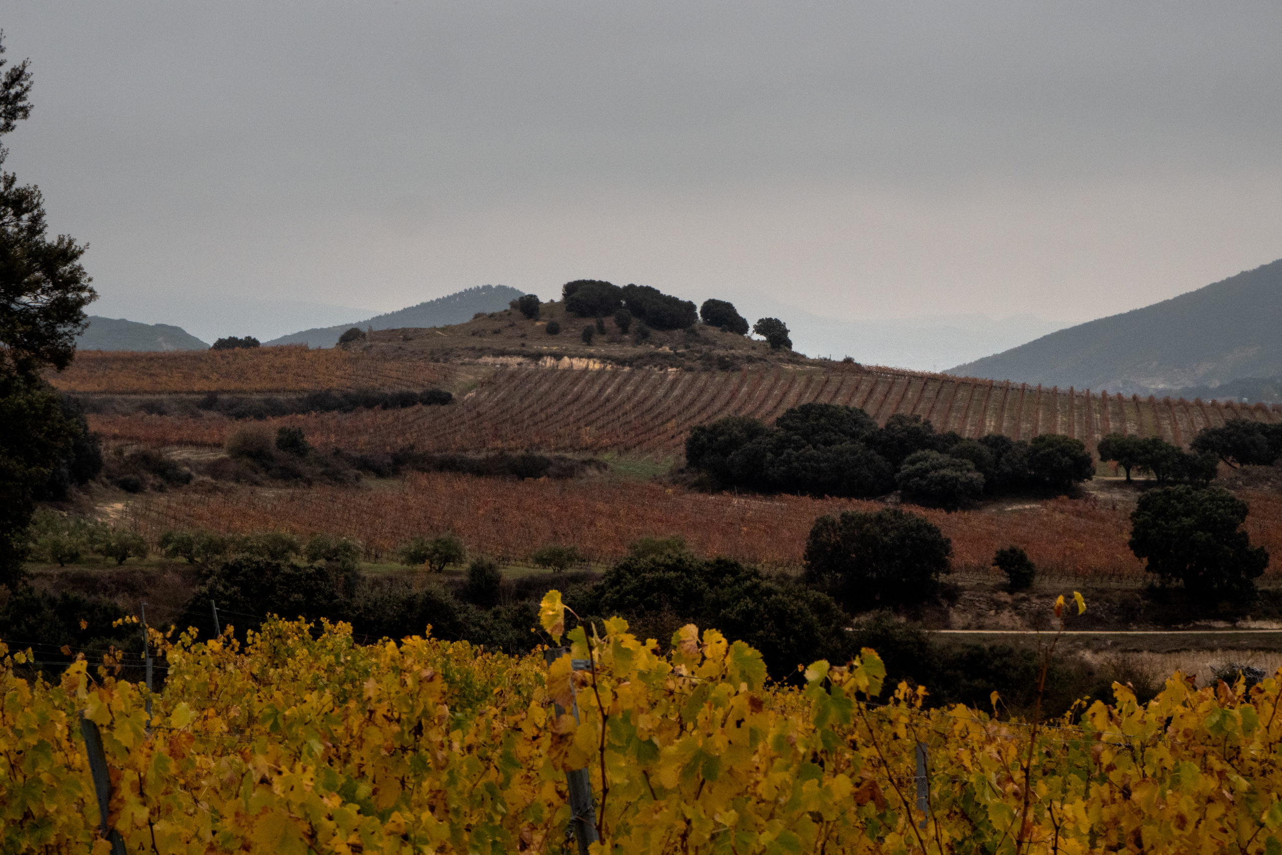 viñedos lezaun
